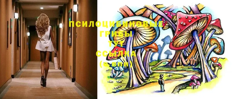 купить  сайты  Аткарск  Псилоцибиновые грибы MAGIC MUSHROOMS 